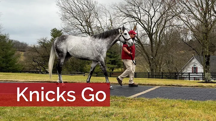 Horse of the Year's First Yearlings are Ready to 'Go' - DayDayNews