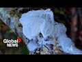 What is hair ice and what makes it so rare?