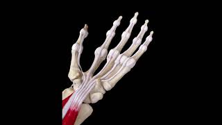 Triger Finger Release - 3D Medical Animation