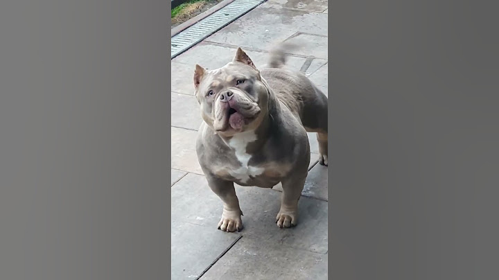 So dangerous 😈👿👿 America bully dog angry barking sound #shorts #americanbully #angrydog #dangerous