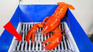 Shredding A Giant Lobster Cool Experiment