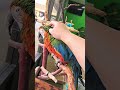 02 28 2026 Reggie Harlequin Macaw Video2