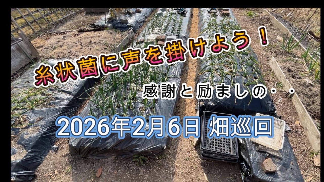 「菌ちゃん農法」2月6日畑巡回する。「糸状菌」に声を掛けよう