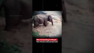 The Flood Almost Took His Life... An Elephant Saved It ππ