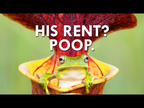 You Won’t Believe What Pitcher Plants Charge In Rent