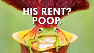 You Won’t Believe What Pitcher Plants Charge In Rent