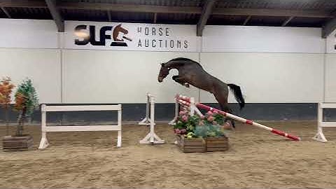 DHT 27-12-2025: Cash, gelding, 2021 by Casalinos