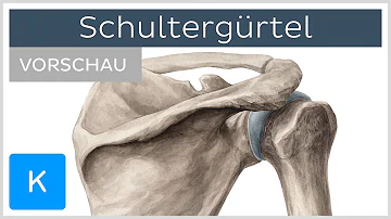 Was sind Schultergürtel?