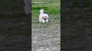 CuteDog🐶🐕#trending #viral #shortsfeed #shorts #ytshort #funnyshort #dogshorts#top10 #dog #doglover