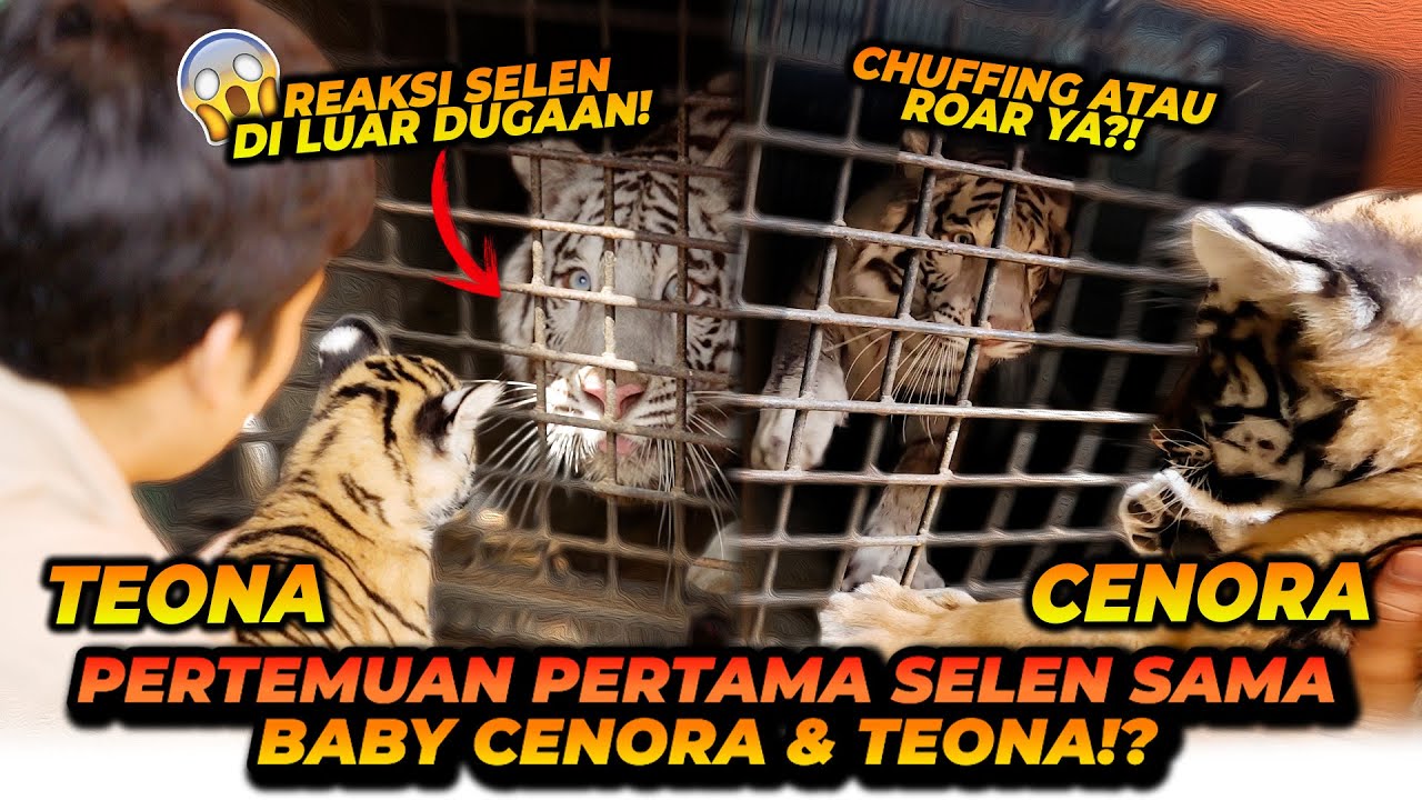 PERTEMUAN PERTAMA SELEN DAN CENORA TEONA ! CALON BESTIE DIMASA DEPAN ! APAKAH MEREKA BISA BERTEMAN ?