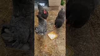 Will chickens eat Tuna Fish salad?