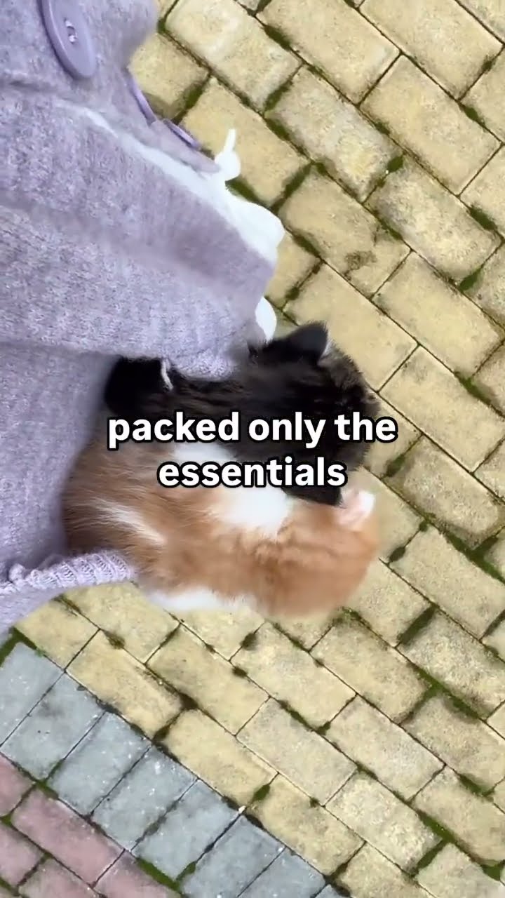 The Kittyos got packed up like prvnci comment section