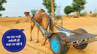 ऊंट गाड़ी / ऊंट / unt gadi / unt video / camel / camel video / camel dance