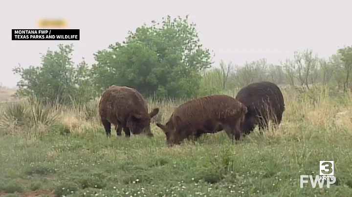 Tons of pork for Montana food banks following feral swine investigation in Phillips County