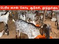 Big size kodi goats in Tuticorin | Big size Goats | Big country goats in Tamilnadu