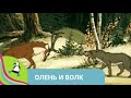 👨‍👨‍👧‍👧 СТАРАЯ НАРОДНАЯ ДОБРАЯ СКАЗКА! Олень и волк. Союзмультфильм. StarMediaKids