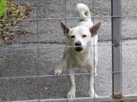 Video: Si Të Ndaloni Së Qeni Miq