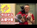 【Cat❤LIVE】19:30/24-Jan2025「お留守番」 #cat #live #neko #猫