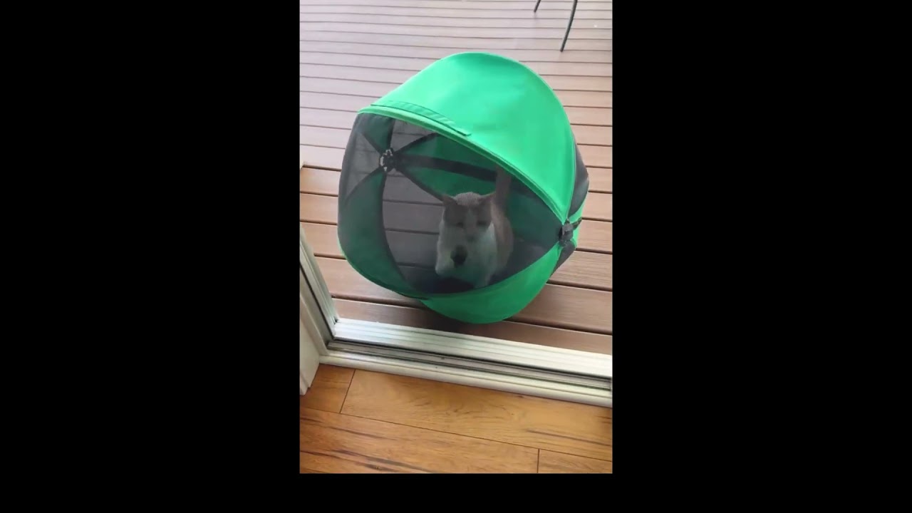 Catmobile - Catmobile
