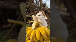 🍌🍌Little Rabbit And Big Banana#Pets #Rabbit #Animals #Cute #Shorts