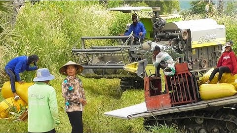 máy cắt trung quốc cắt lúa năm không bốn tài xế cắt quá nhanh công 350K tập88#maibangtv