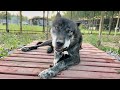 Канадский Волк Акела ужинает КОРОВЬИМИ УШАМИ. Волчий Рай в Парке Северных Волков.