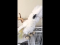 Umbrella Cockatoo gets mad.