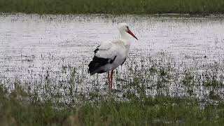 White storks in Denmark Rens 7 marts 2024