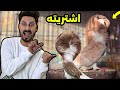 اشتريت نتايه أجمل أنواع الحمام وطلع دكر