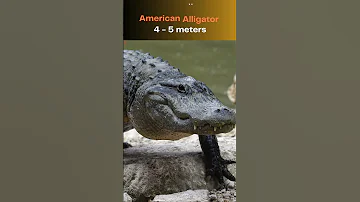 Top 10 Largest Reptiles In The World Giant Reptiles You Won T Believe 