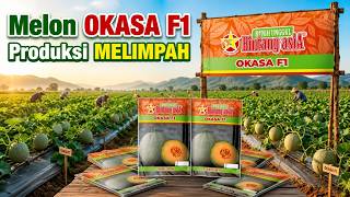 The Secret to Bountiful Yields: Growing OKASA F1 Bintang Asia Melons