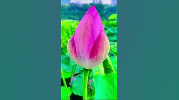 واتس اب قران كريم القارئ ياسر الدوسري من سورة (القيامة)
