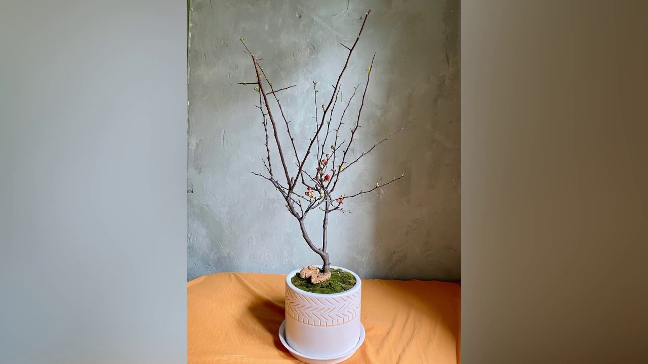 Học sơn tường giả xi măng trong 90 giây !!! - youtube