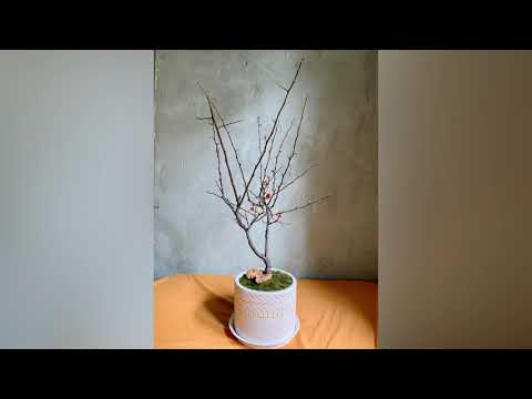 Video Học sơn tường giả xi măng trong 90 giây !!! - youtube