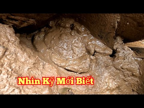 Video Đi Móc Dộp Bất Ngờ Thấy Hình Dáng Giống Con Cua Đang... - youtube
