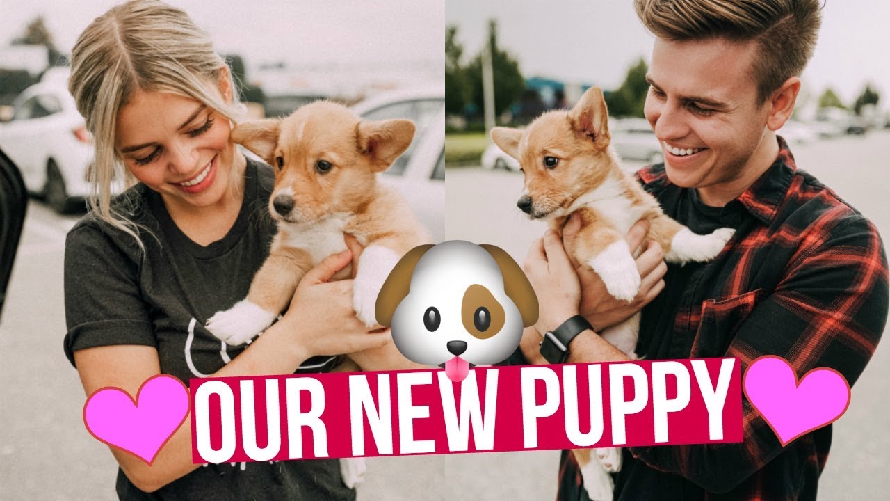 WE GOT A CORGI PUPPY! - WE'RE FINALLY PARENTS!