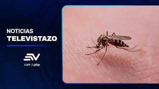 MSP declara la alerta sanitaria en Orellana por fiebre amarilla | Televistazo | Ecuavisa