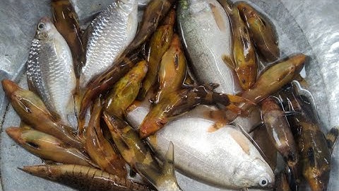 câu suối mùa nước lũ về cá chốt biệt kích,cá lăng mủ khá nhiều cá ăn không kịp móc mồi