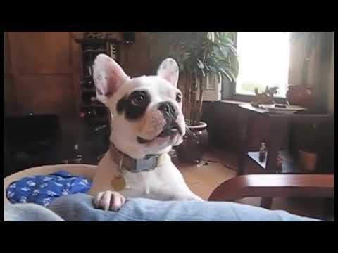 วีดีโอ: อาการข้ออักเสบของสุนัข