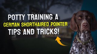 Potty Training a German Shorthaired Pointer: Tips and Tricks!