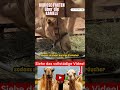 Kuriose Fakten über Kamele Teil 9 #kamel #kamele #tier #tiere #shorts