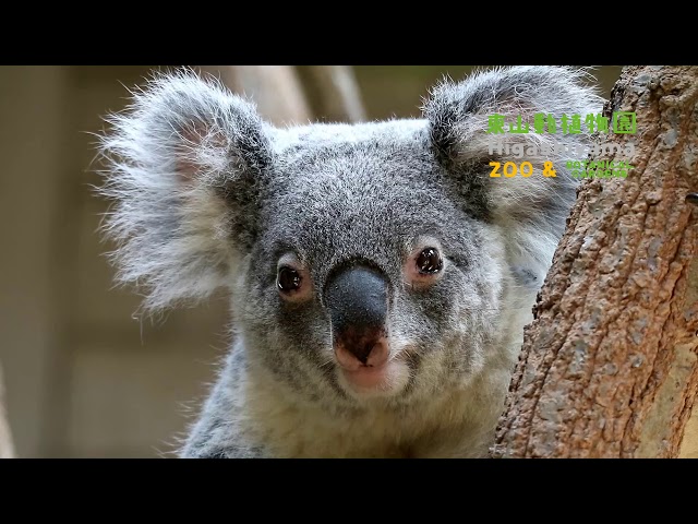 東山動植物園公式】コアラもふもふ動画 《 コアラ 》 - YouTube
