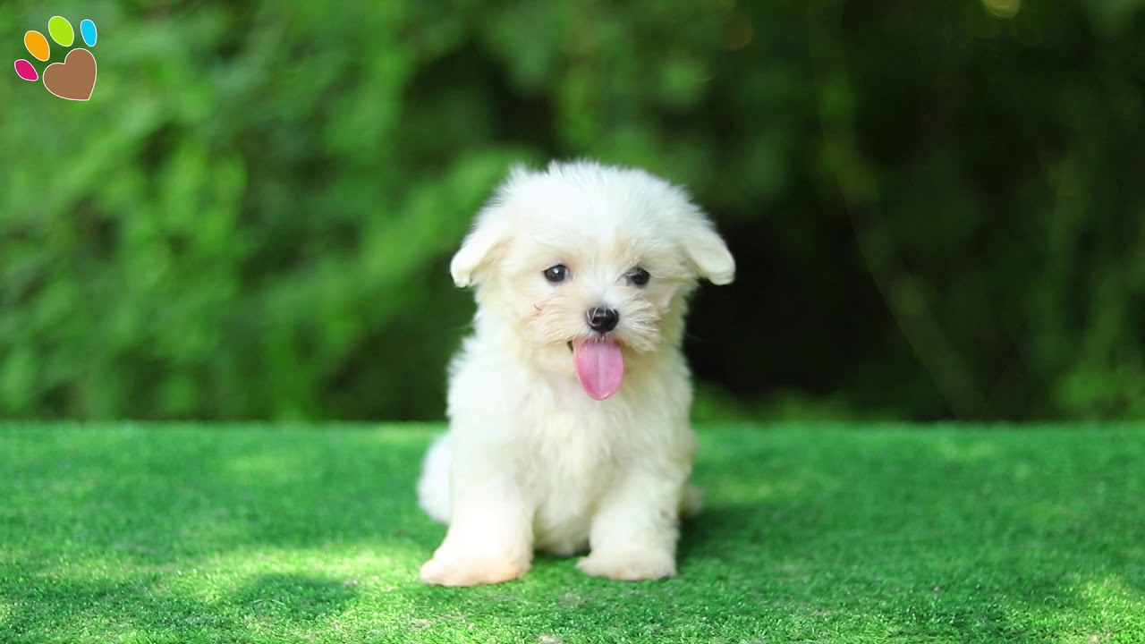 Maltese Terrier Lucky Cok Oyuncu Youtube