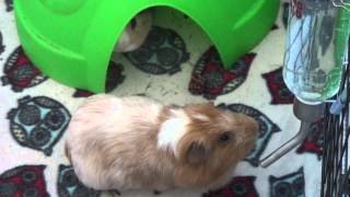 Pet Update | Snoopy #2 -Abscesses