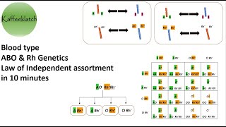 Blood type ABO & Rh Genetics ; Law of independent assortment