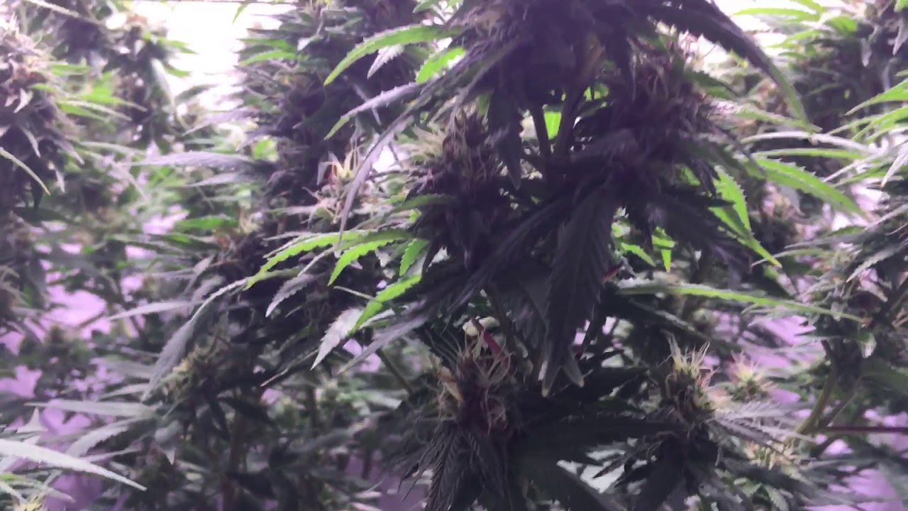 Bud update: Day 40. Critical Hog Organic Grow