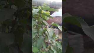 guava plant #pakistan #imtiazalisangi