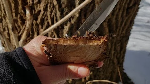 What does tree bark taste like?
