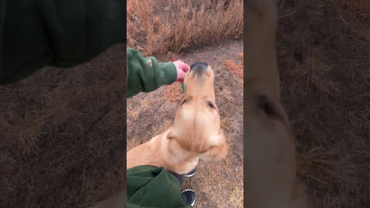 Loose leash practice 