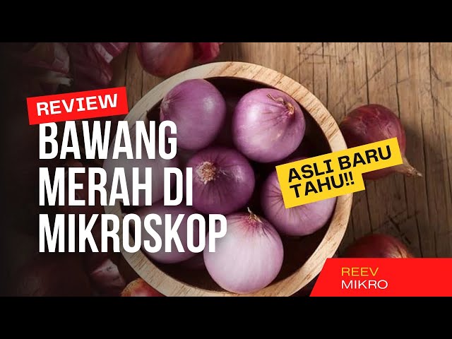 Asli Baru Tahu !!!Review Bawang merah di Mikroskop!!! #mikroskop class=